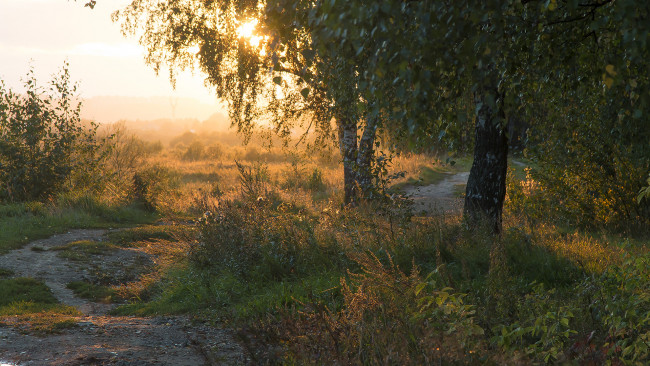 Обои картинки фото природа, лес, простор