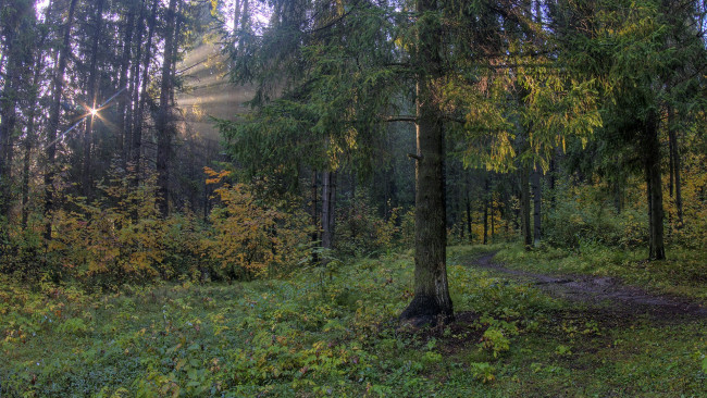 Обои картинки фото природа, лес, простор