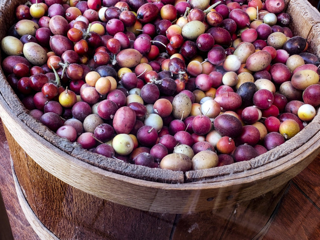 Обои картинки фото еда, кофе,  кофейные зёрна