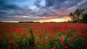 Картинка цветы маки луг алые закат