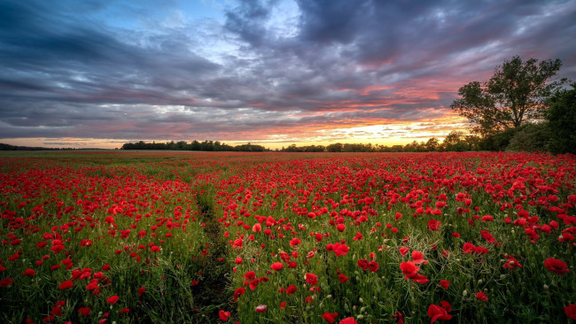 Обои картинки фото цветы, маки, луг, алые, закат