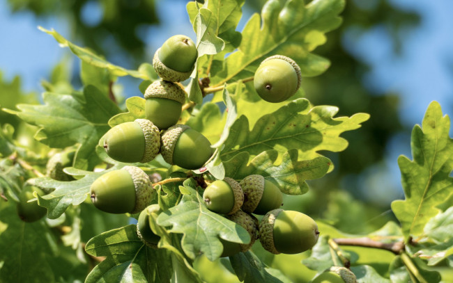 Обои картинки фото природа, шишки,  жёлуди,  каштаны, желуди