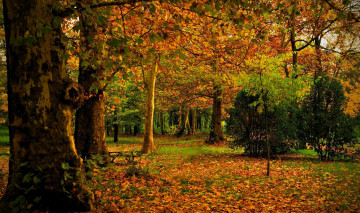 Картинка природа лес листья осень