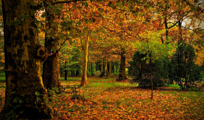 Обои картинки фото природа, лес, листья, осень