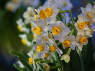 обоя цветы, нарциссы