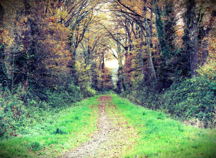 Картинка природа дороги лес осень дорога