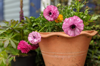 обоя цветы, ранункулюс , азиатский лютик