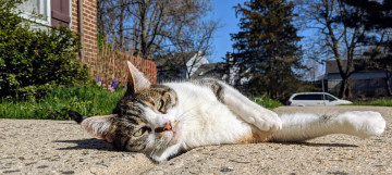 Картинка животные коты кот кошка