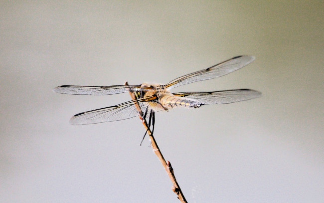 Обои картинки фото животные, стрекозы, стрекоза, ветка