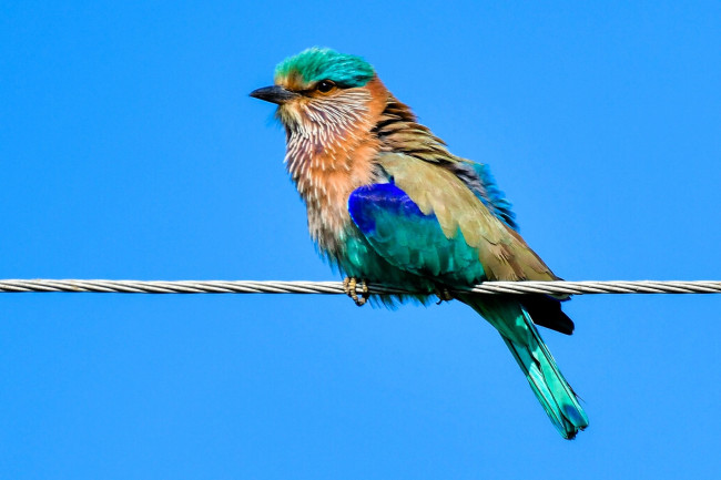 Обои картинки фото животные, сизоворонки , ракши, птица, провод