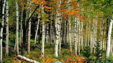 Картинка природа лес березы деревья осень