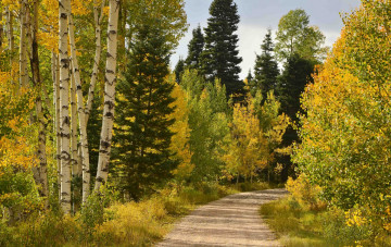 обоя природа, дороги, осень