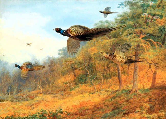 Обои картинки фото рисованное, archibald thorburn, фазаны, стая, полет, деревья, осень