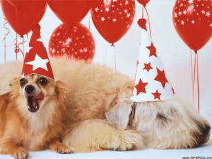 Картинка животные собаки