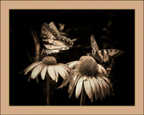 Картинка животные бабочки