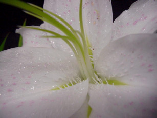 Картинка цветы