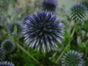 Картинка цветы