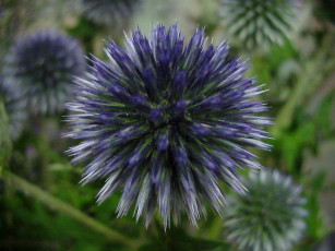 Картинка цветы