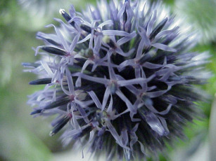 Картинка цветы