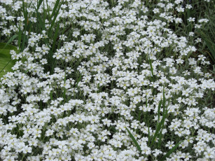 Картинка цветы