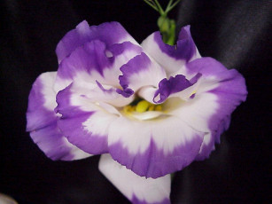 Картинка цветы эустома