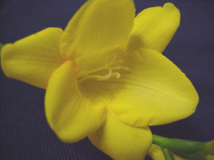 Картинка цветы фрезия