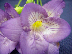 Картинка цветы фрезия