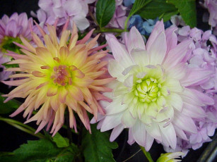 Картинка цветы георгины