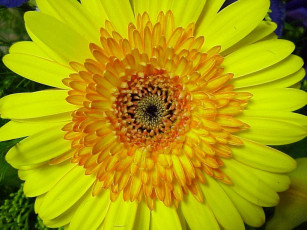 обоя цветы, герберы