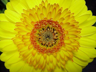 Картинка цветы герберы