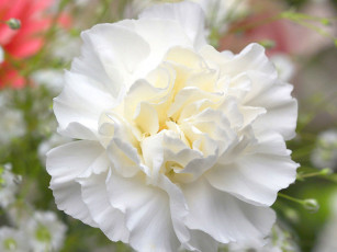 Картинка цветы гвоздики