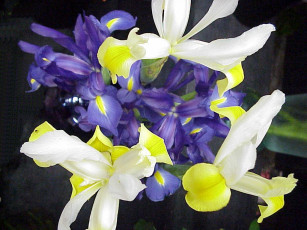 Картинка цветы ирисы