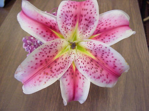 Картинка цветы лилии лилейники