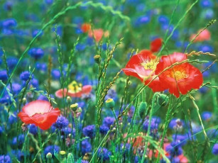Картинка цветы луговые полевые