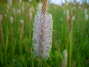 Картинка цветы луговые полевые