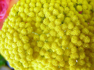 Картинка цветы луговые полевые