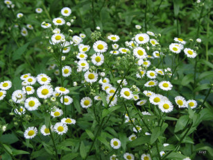 Картинка цветы луговые полевые