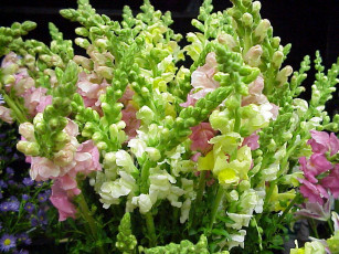 Картинка цветы львиный зев