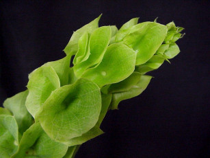 Картинка цветы молочай