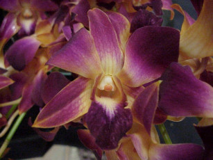 Картинка цветы орхидеи