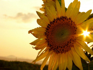 Картинка цветы подсолнухи