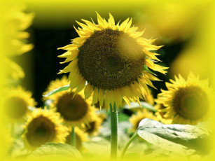 Картинка цветы подсолнухи