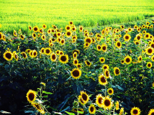 Картинка цветы подсолнухи