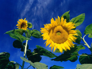 Картинка цветы подсолнухи