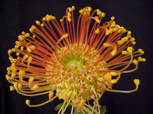 Картинка цветы протея