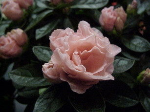 Картинка цветы рододендроны азалии