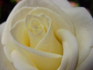 Картинка цветы розы