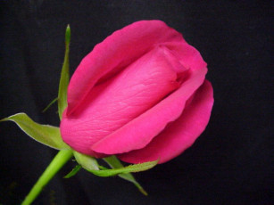 Картинка цветы розы