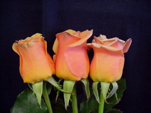 Картинка цветы розы