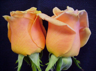 Картинка цветы розы